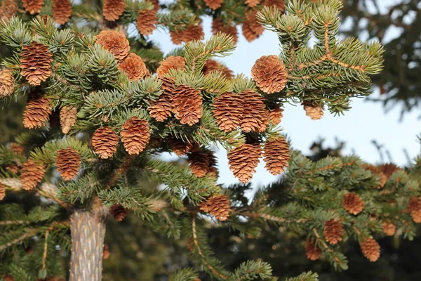 Spruce laden with cones — Stock Photo, Image