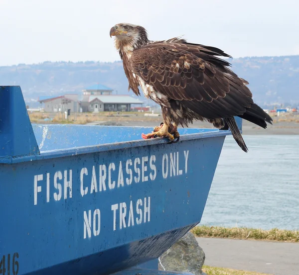 Immature bald eagle on the fish bin — Stock Photo, Image