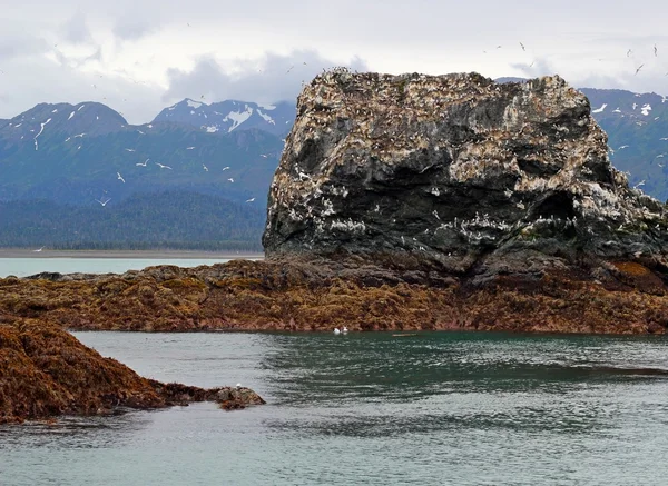 Vogels op gull island — Stockfoto