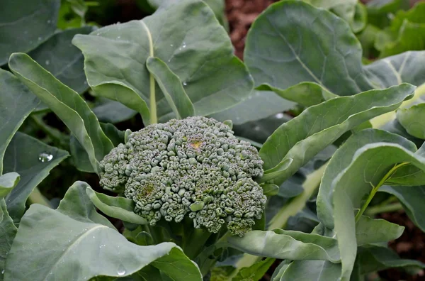 Brokkolipflanze im Gemüsegarten — Stockfoto