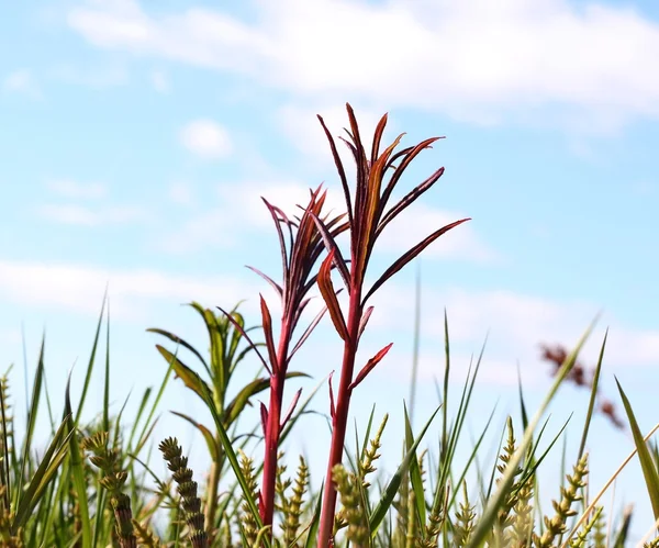 Ortaya çıkan fireweed — Stok fotoğraf