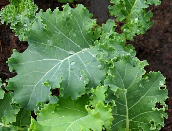 Kale in the garden — Stock Photo, Image