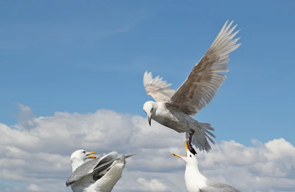 Gull interactions — Stock Photo, Image