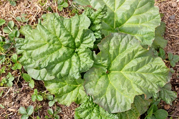 Growing rhubarb — Stock Photo, Image