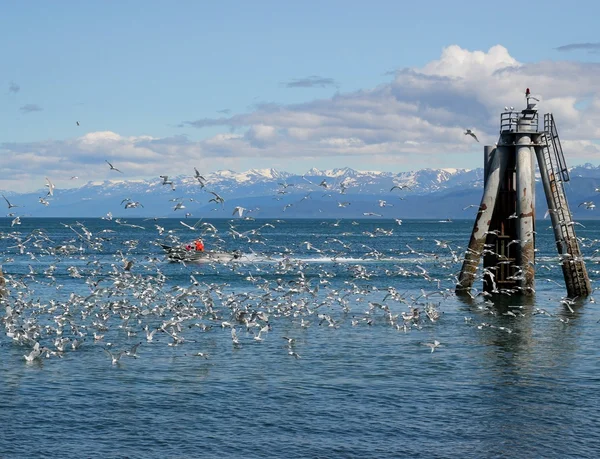 Rebanho de gaivotas com barco vermelho — Fotografia de Stock