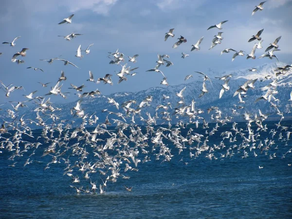 Flock of gulls — Stock Photo, Image