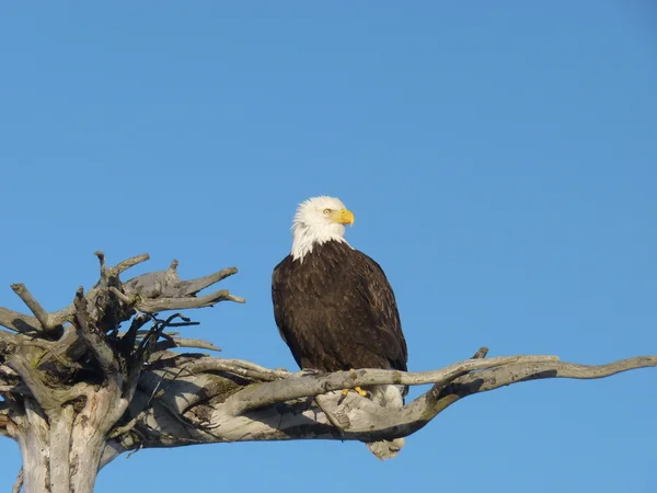 Águila calva sobre madera a la deriva — Foto de Stock