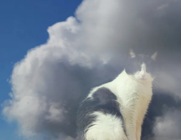 Kat met wolk reflecties Stockafbeelding