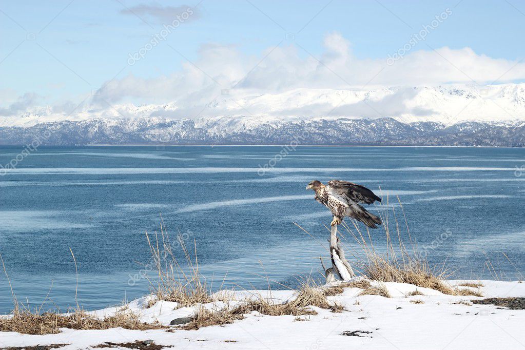 Immature bald eagle in winter