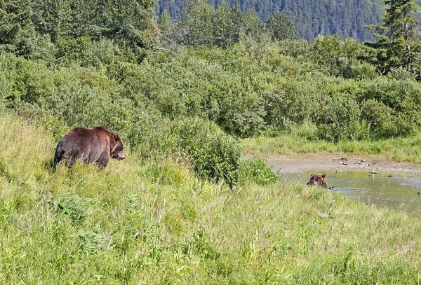 Alaskan grizzlies i sommar — Stockfoto