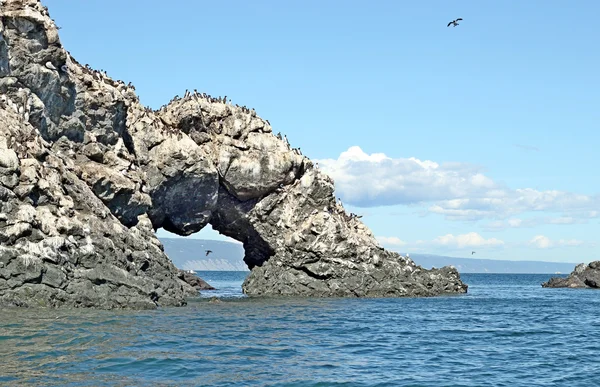 カモメの島でシギ ・ちどり類 — ストック写真