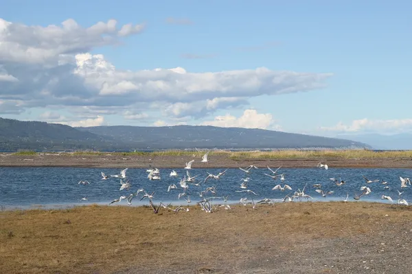 Flock måsar nära lera bay — Stockfoto