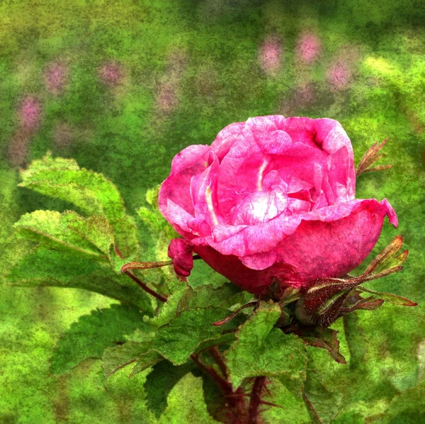Sitka rosa avec fond texturé — Photo
