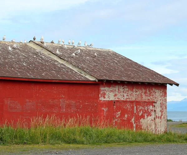 Fiskmåsar på taket av en gammal röd byggnad — Stockfoto