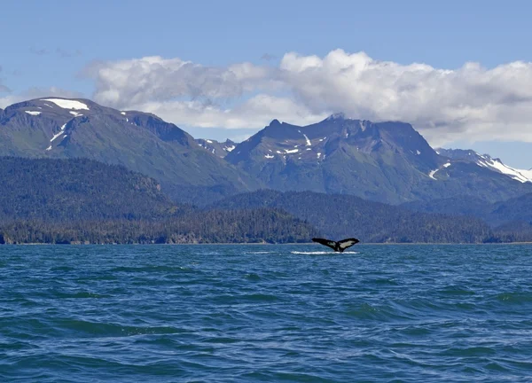 Vista panorâmica do Alasca com cauda de baleia jubarte — Fotografia de Stock