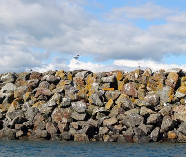 Gulls on the sea wall clipart