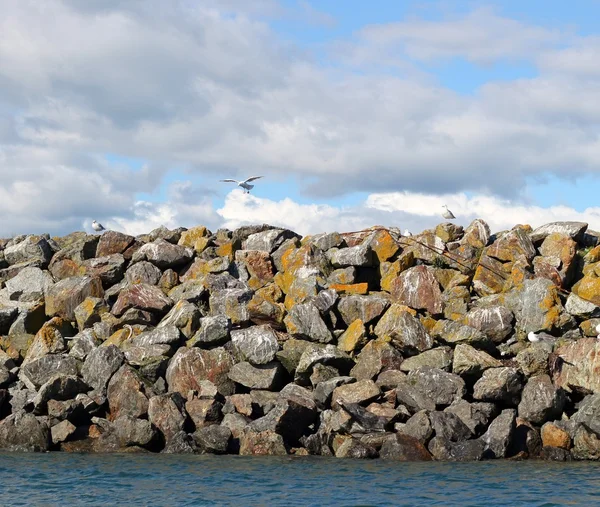 Martılar deniz duvarda — Stok fotoğraf