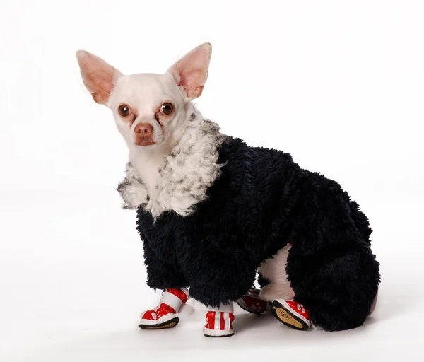 Piccolo cane in stoffa — Foto Stock