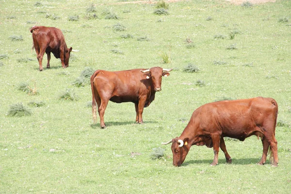 Τρεις αγελάδες που βόσκουν στο πεδίο — Φωτογραφία Αρχείου