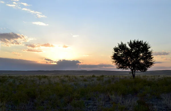 stock image Lonely Tree