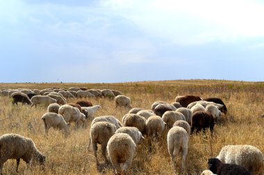 Field in Kazakhstan clipart