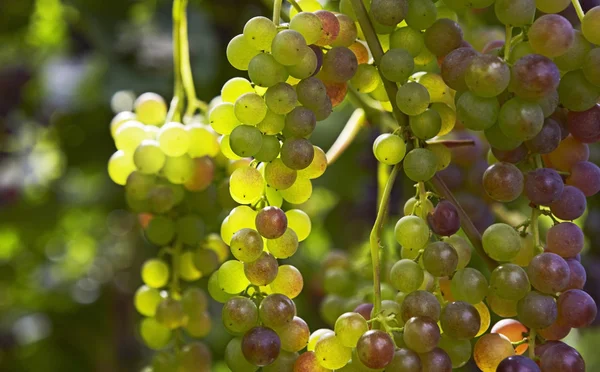 Stock image Grapes ready for harvest