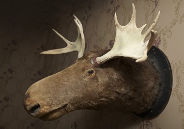 Taxidermy moose head clipart