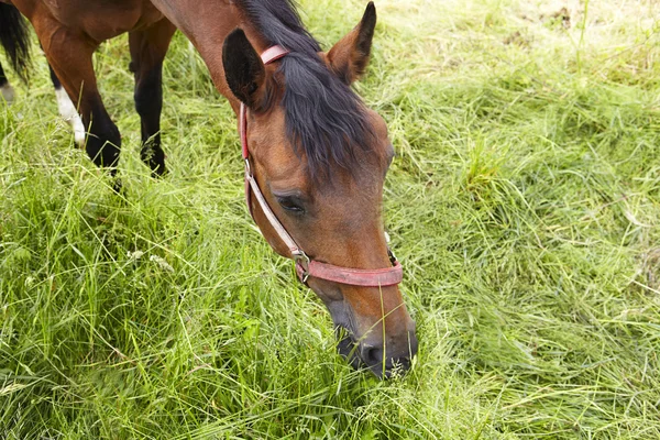 Bruin paard is het eten van gras — Stockfoto