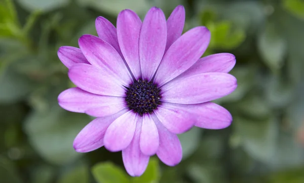 Κοντινό πλάνο ενός purpel λουλουδιού — Φωτογραφία Αρχείου
