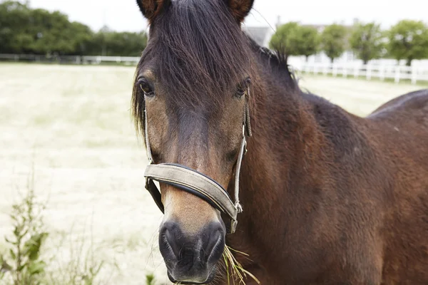 Le cheval brun mange de l'herbe verte Photo De Stock
