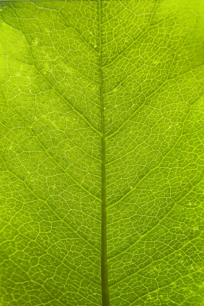 Grönt blad yta Stockbild