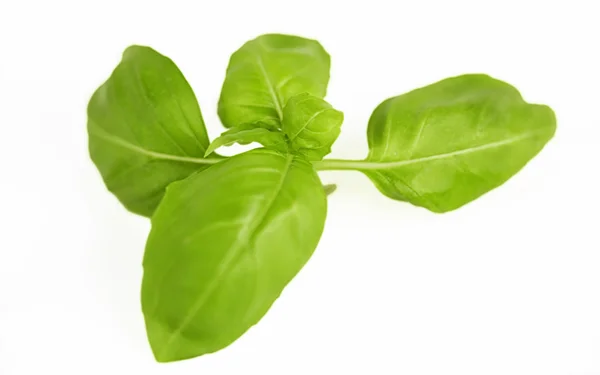 Basil sprig Royalty Free Stock Images