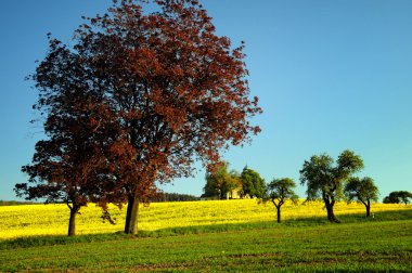 Kanola yağı