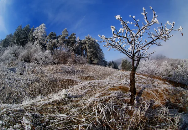 木や草に樹氷します。 — ストック写真
