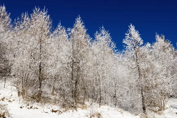 겨울에 자작나무 — 스톡 사진