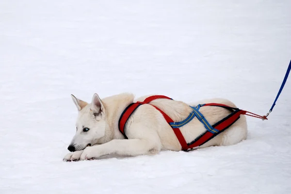 ขาว husky — ภาพถ่ายสต็อก