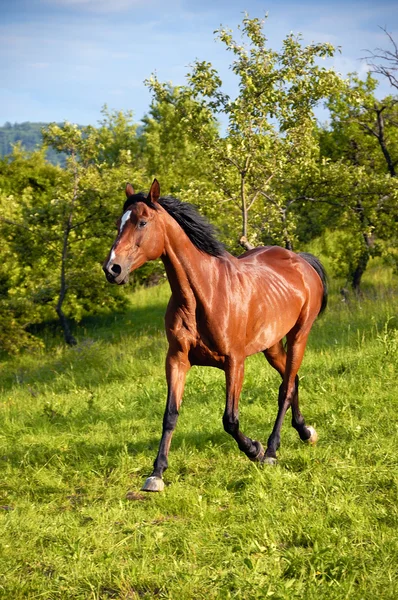 Koně v zelené přírodě — Stock fotografie