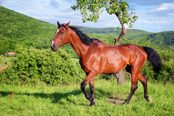 Häst i den gröna naturen — Stockfoto