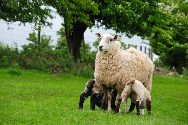 Овцы с молодыми овцами — стоковое фото