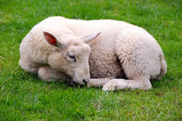 青草上的羊 — 图库照片