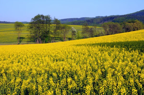 stock image Canola oil