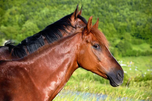Horses heads Royalty Free Stock Photos