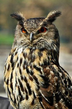 Great Horned Owl staring with golden eyes clipart