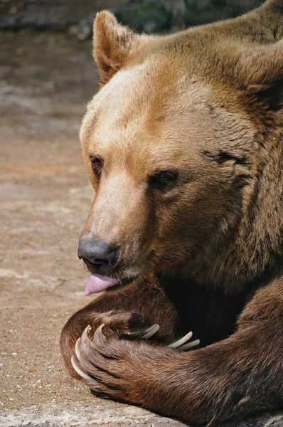 Bear brown — Stock Photo, Image