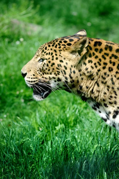Jaguar — стокове фото