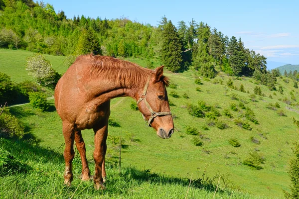 Koně v zelené přírodě — Stock fotografie