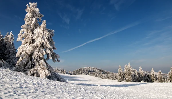 눈 덮인 나무-겨울 풍경 — 스톡 사진