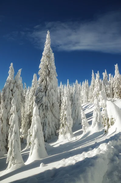 Снежные деревья - зимний пейзаж — стоковое фото