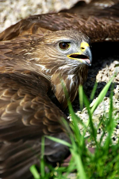 Hawk is heated to the ground — Stock Photo, Image