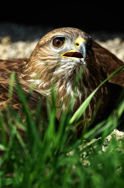 Hawk is heated to the ground — Stock Photo, Image